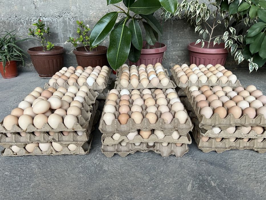 Тухум Tuxum дамашни тухум истемолга сотилади