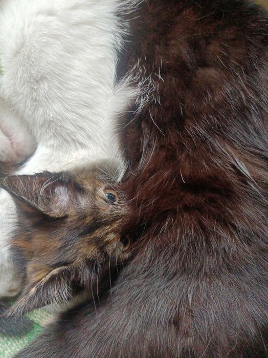 котёнок трехцветный, девочка