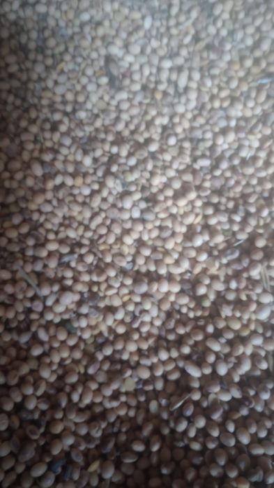 Vând Soia Producție 2025