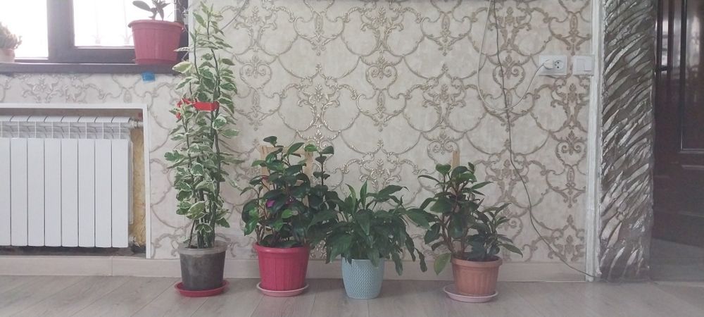 Разные виды цветов
