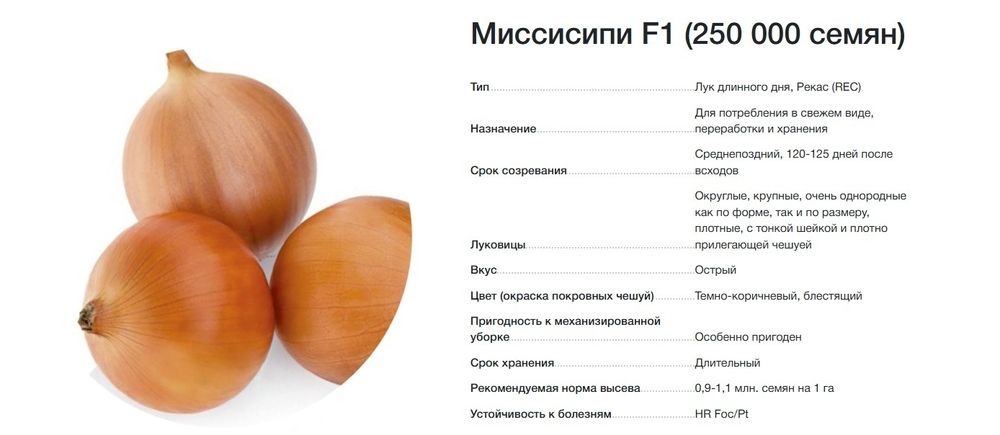 Семена лука Пандора и Мисисипи