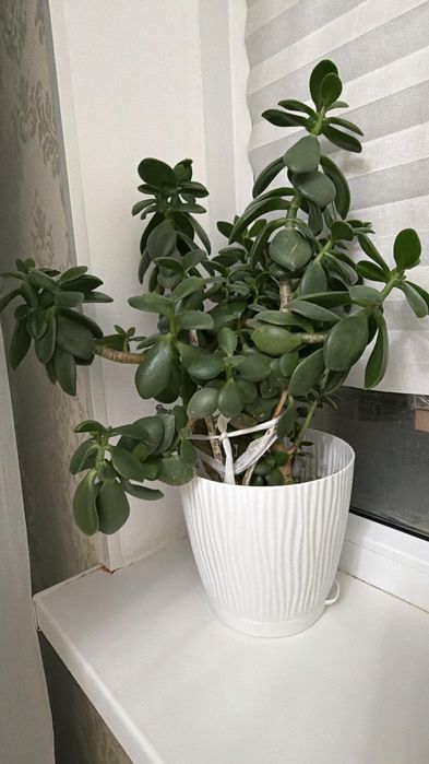 гүлдер сатылады жақсы өсіп тұр