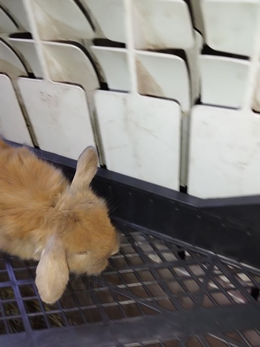 Кролики декоративные вислоухие