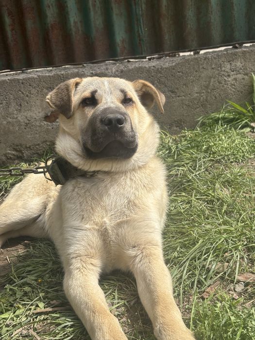 Азиат овчарка кушык