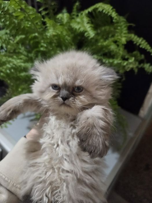 Персийски котенца