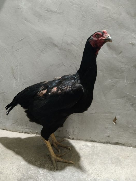 Dakan tovuq sotiladi zoti Karisga Ganoydan chiqqan