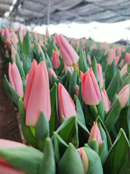 Тюльпан  К 14 ФЕВРАЛЯ