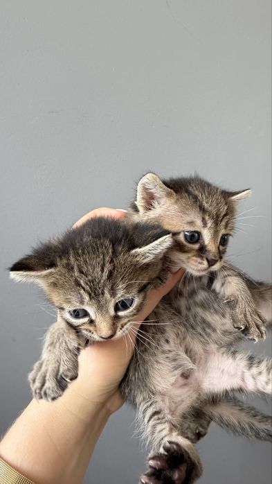 Бесплатно котята