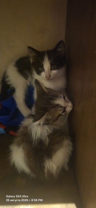 Отдам котят в хорошие руки