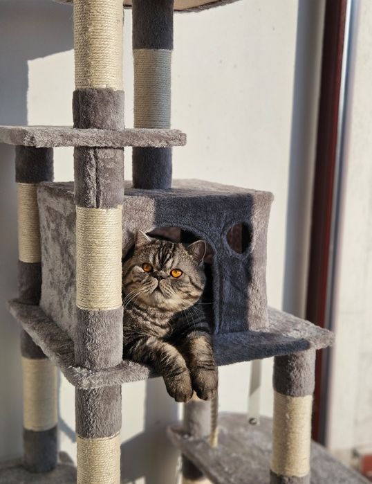 Motan Exotic shorthair
