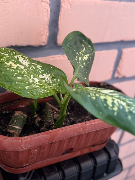 Диффенбахия Источник: https://floristics.info/ru/stati/2179-diffenbakh