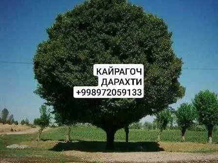 Мевалик кучатлар