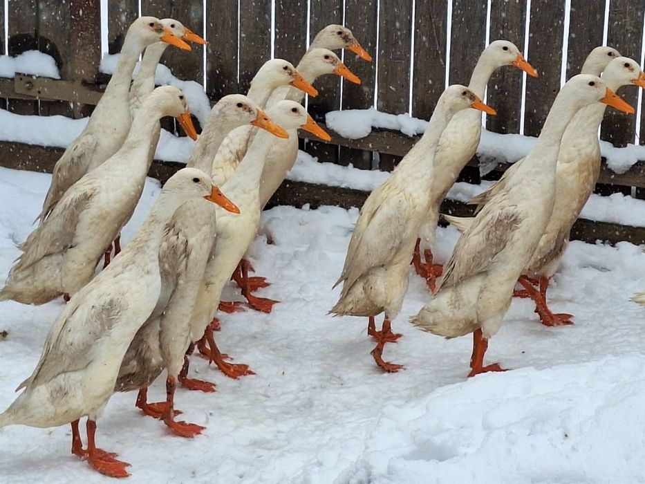 Ouă rațe indiene alergătoare linie Italia