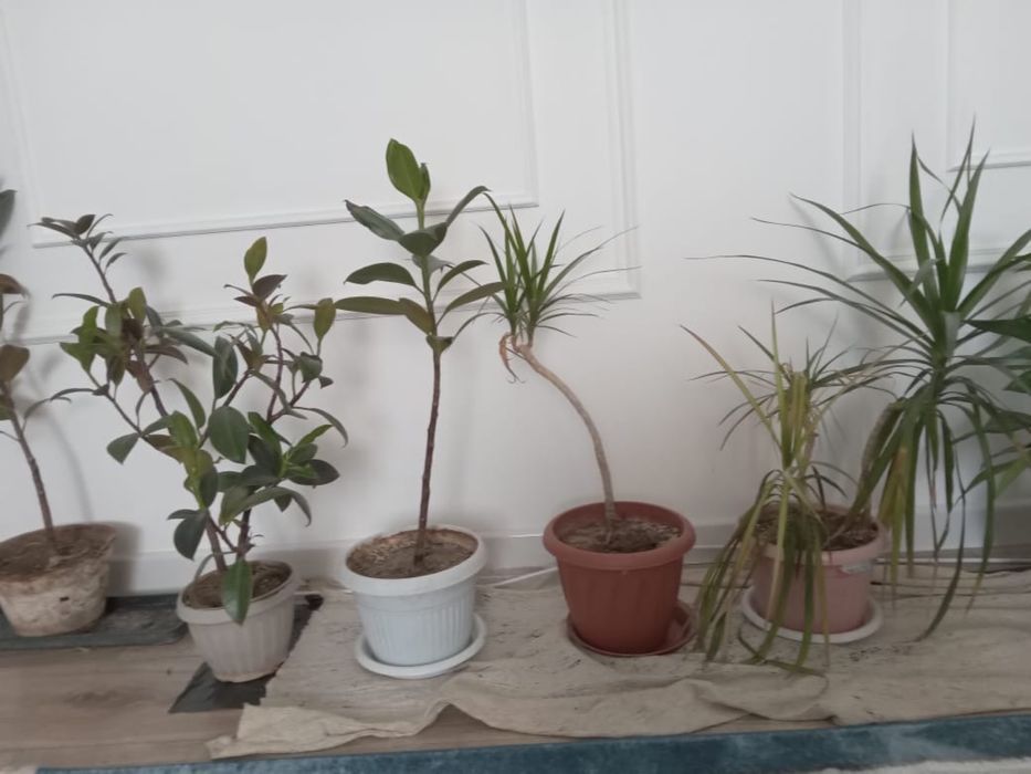 Комнатные цветы