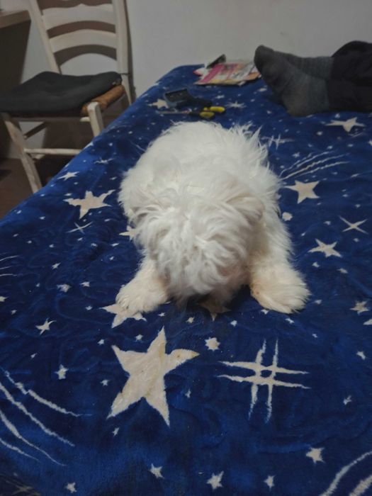 Cîine Bischon Maltez