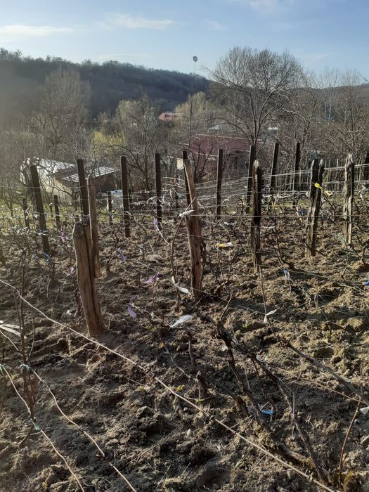 Casă și teren Buhea de Jos, Prahova