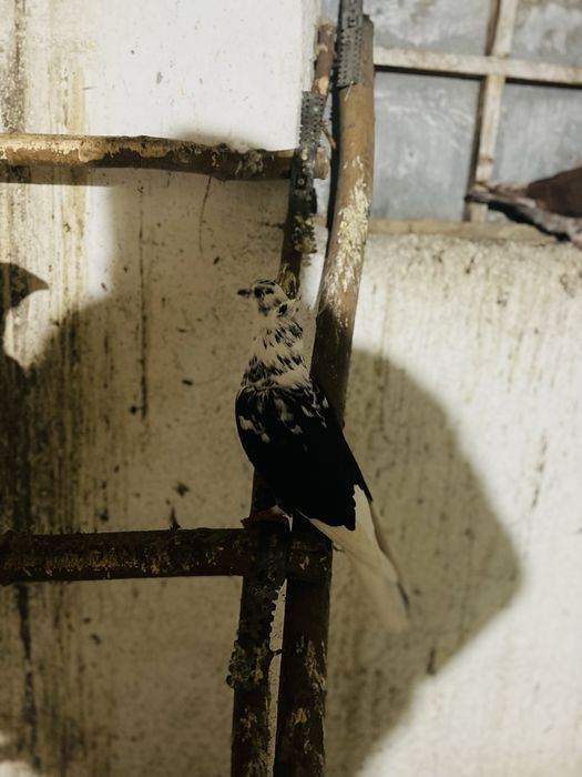 Продам бакинцев