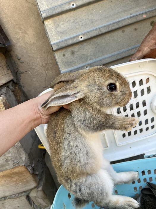 Коян кролик қоян