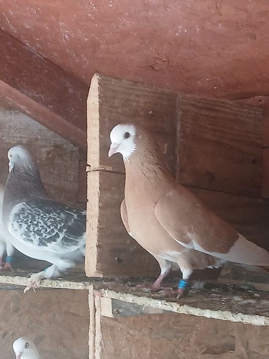 De vanzare păsări si porumbei ornament
