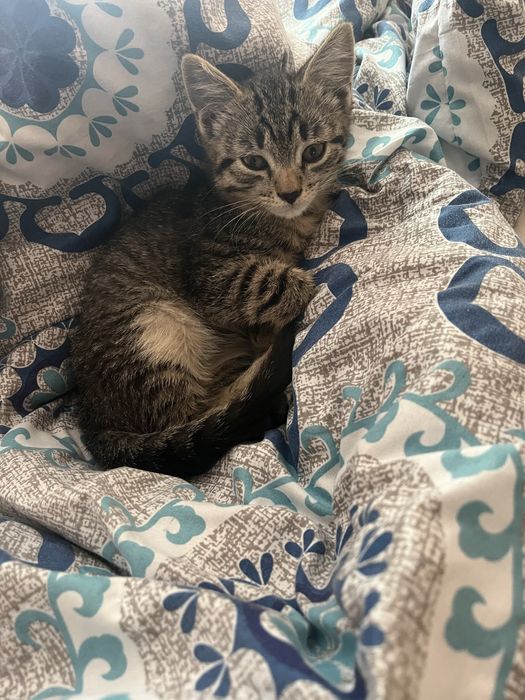 Котенок 2 месяца