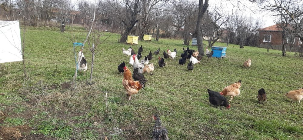 Продавам Петли ( област Търговище)