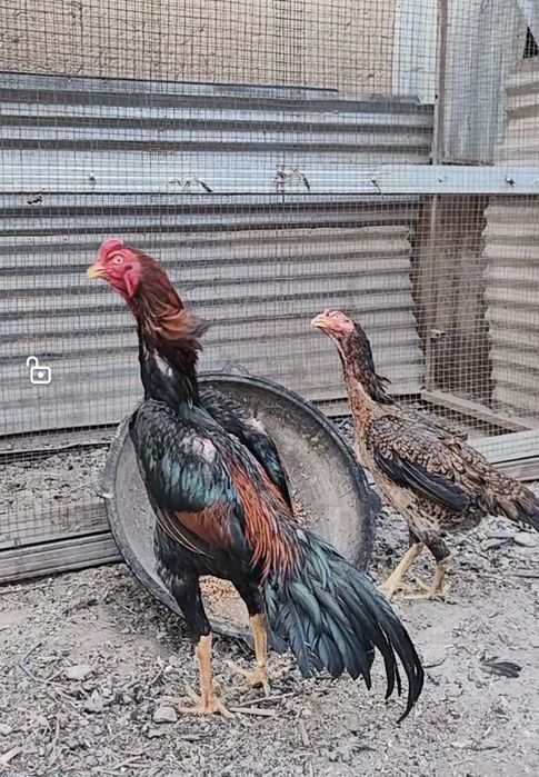 Дакан о Шамо зот тухум ва жужалар сотилади