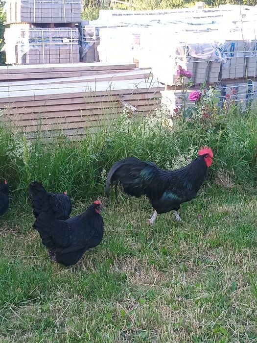 Australorp caută alta casa