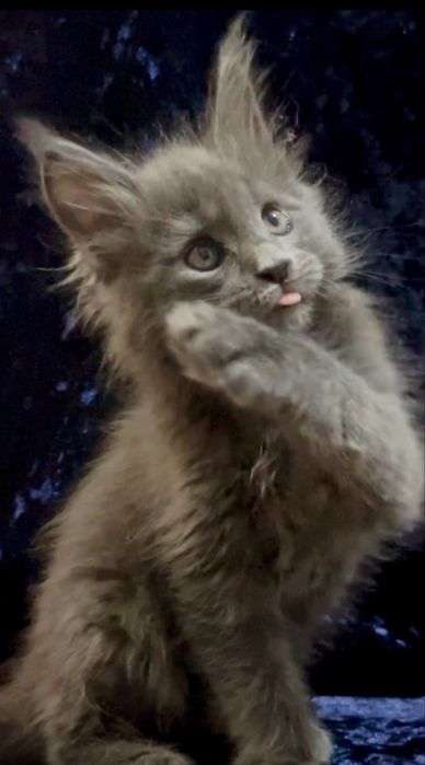 Мейн-Кун котенок малчьик