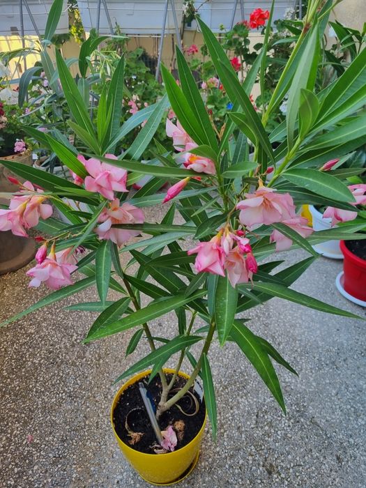 Олеандър Зокум Лян / Nerium oleander,