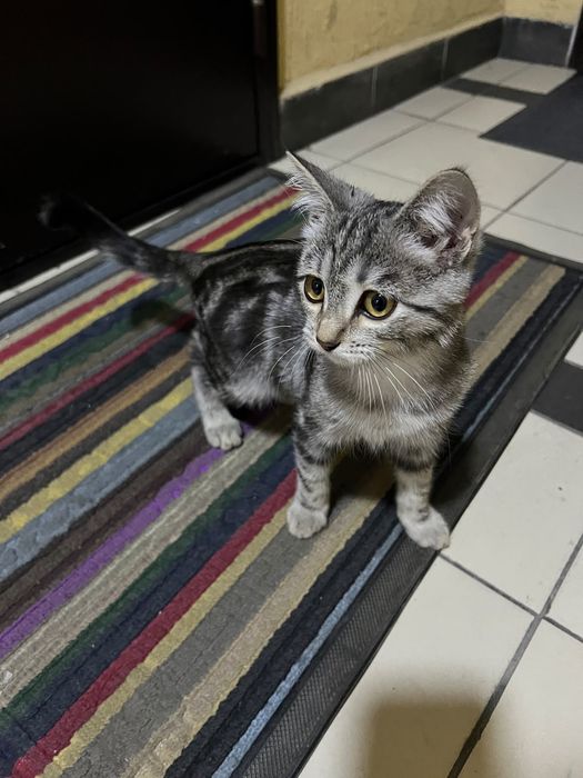 Срочно котёнок мальчик в хорошие руки