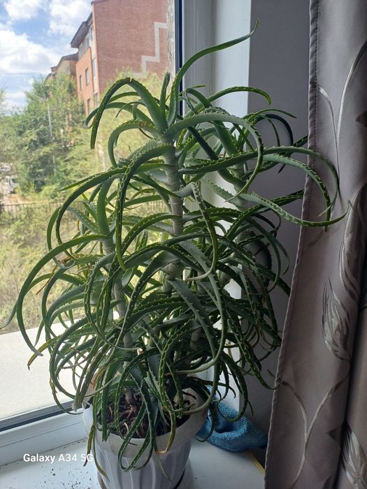 Продам Алоэ 2500