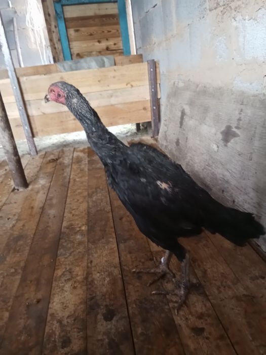 Дакан курица алматы