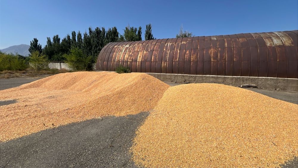 Кукуруза в зернах