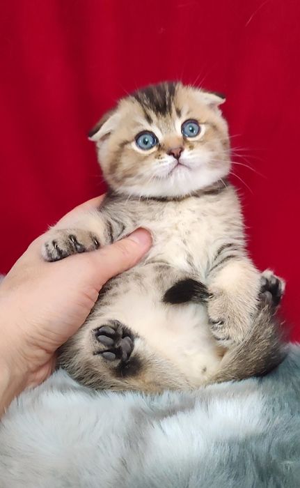 Скоттиш фолд мальчики