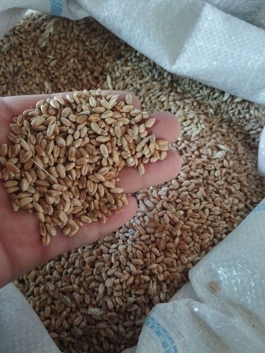 Пшеницу три мешка!