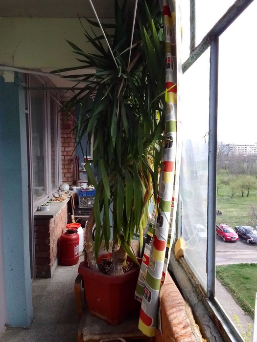 Палма ЮКА Стайна 3 м. 30 г. 150 евро