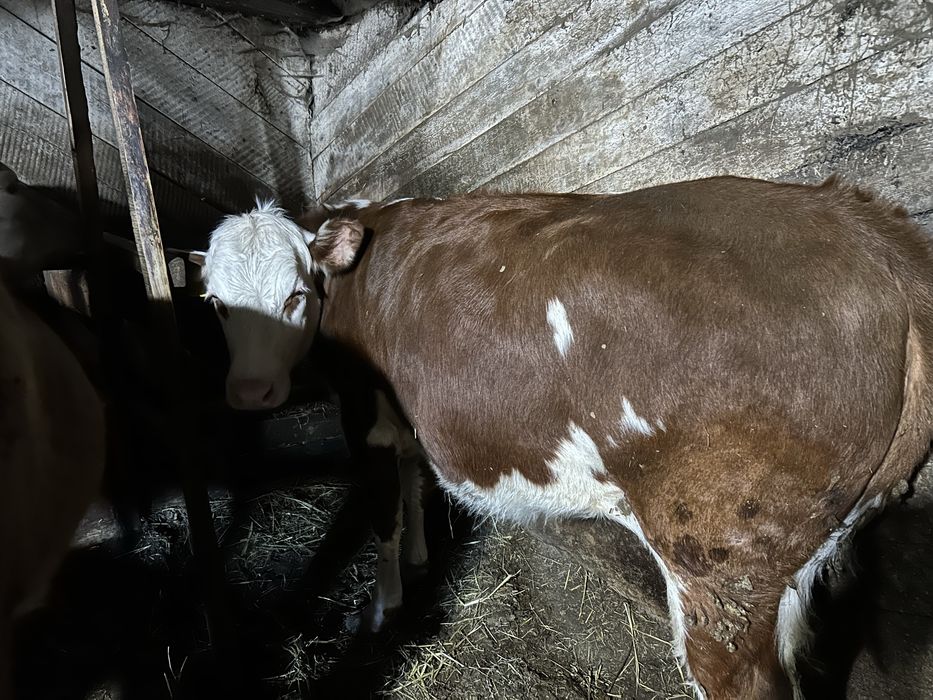 Продам 5 телок 2х летки