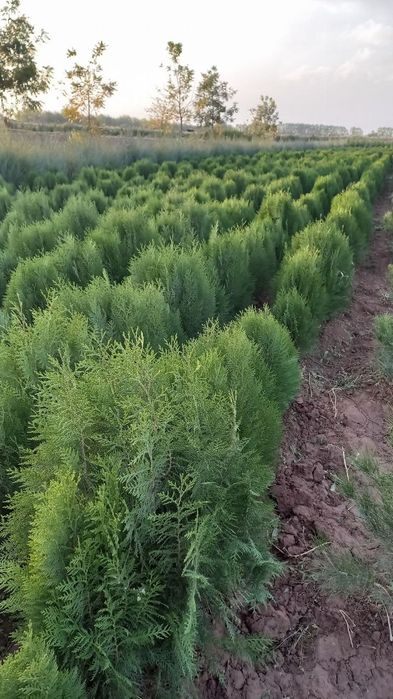 Акация Клён Yasin Katalpa sotiladi