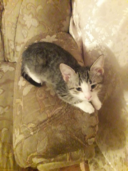 дПродам  котят в хорошие руки