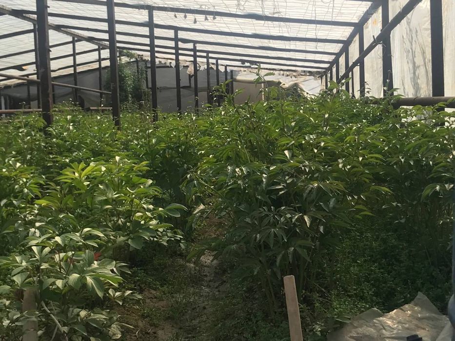 Pion gul sotiladi optom