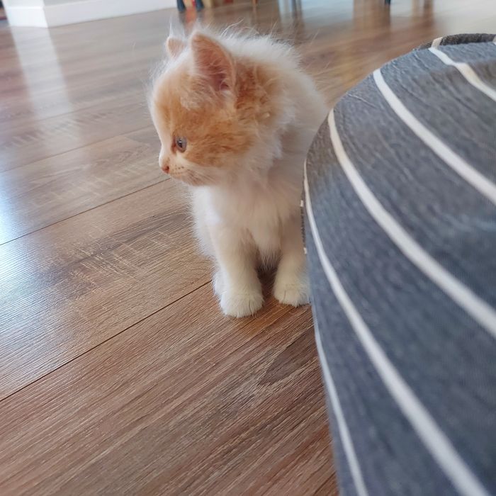 Котёнок-девочка  в добрые руки