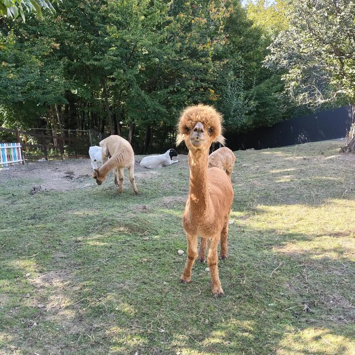 Vând Lamă Alpaca