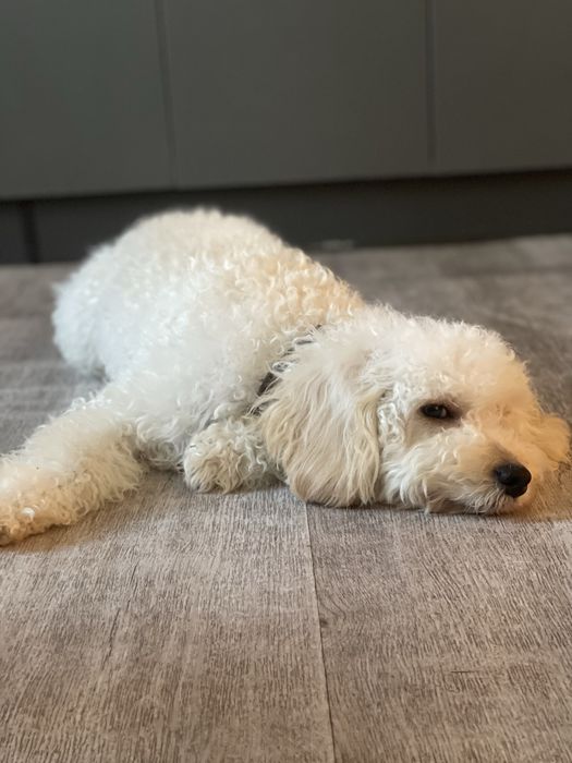 Вязка той пудель