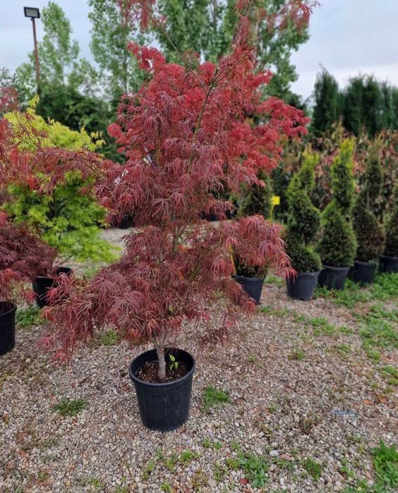 Magnolia  grandiflora