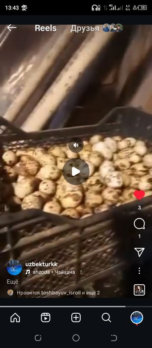 Bedana tayyor tuhum qoʻyib turibdi 15000 Dan donasi 600 tadan koproq