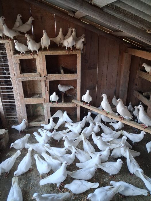 Vand porumbei voiajori