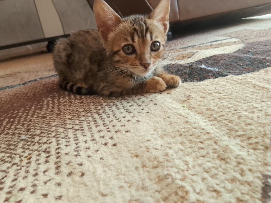 Продаю котенка Бенгала