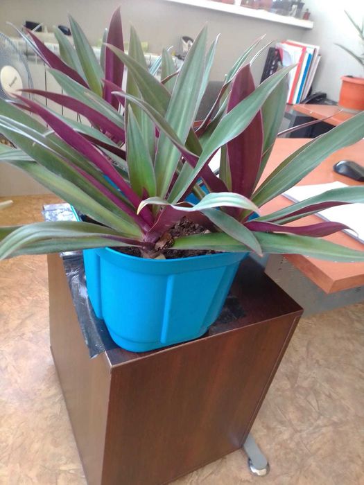 Цветы для офиса и дома со Скидкой!