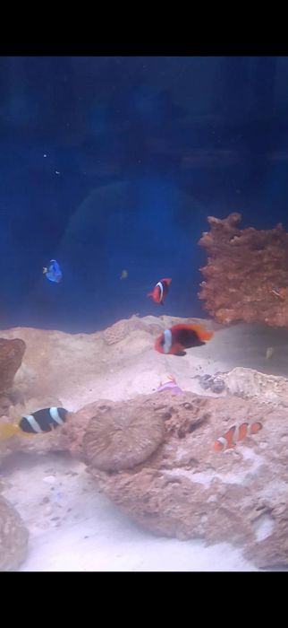 Морские рыбы разные