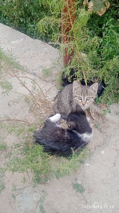 Котята отдам даром